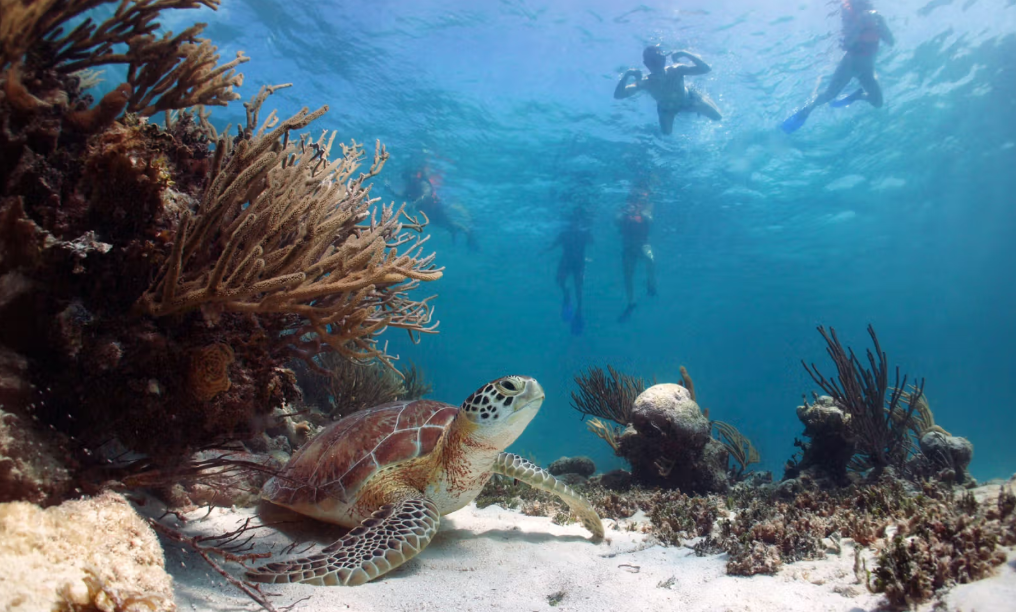 Cabo Adventures: Cabo Pulmo Snorkeling