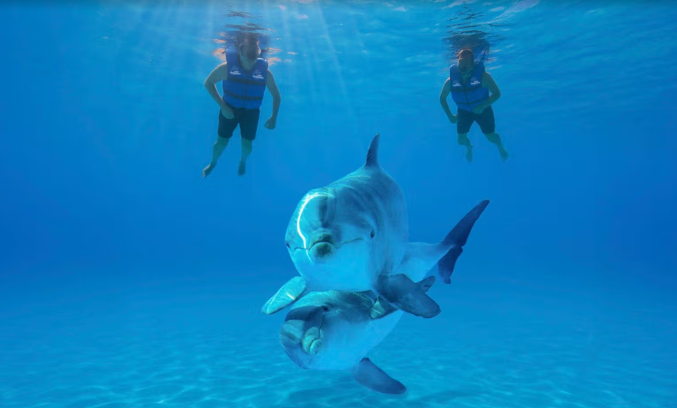 Premium Cabo Swim with Dolphins