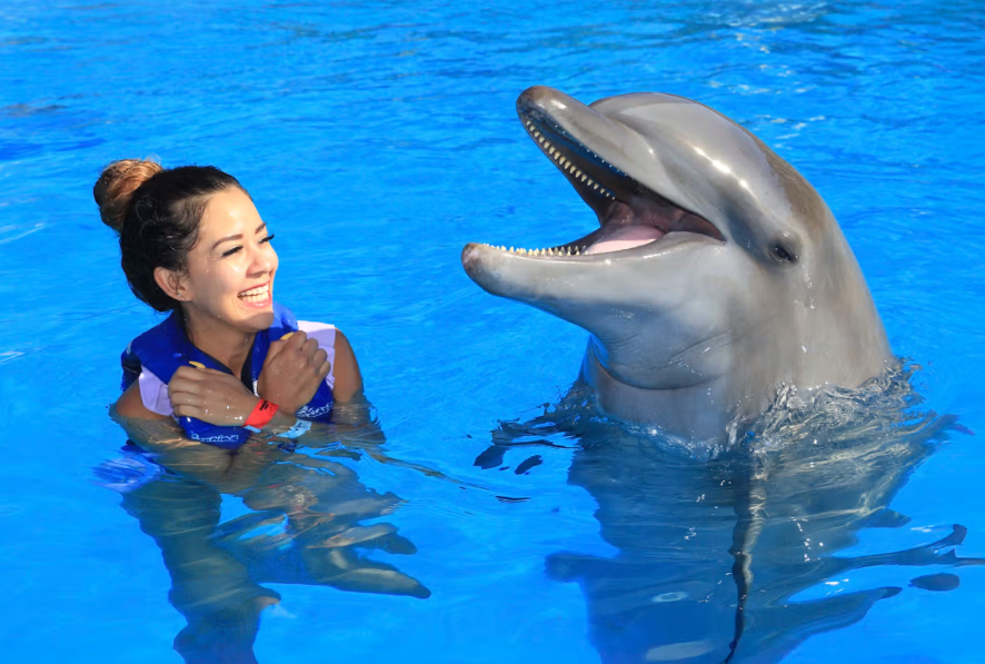 Signature Cabo Dolphin Swim