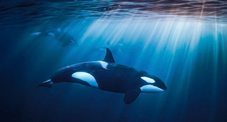 Cabo Adventures: Swim with Orcas, Whales & Baja's Ocean Giants