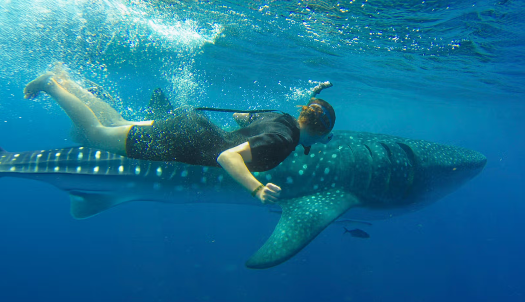 Cabo Adventures: La Paz Whale Shark Tour