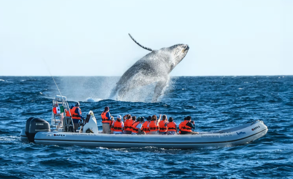 Cabo Adventures: Whale Watching