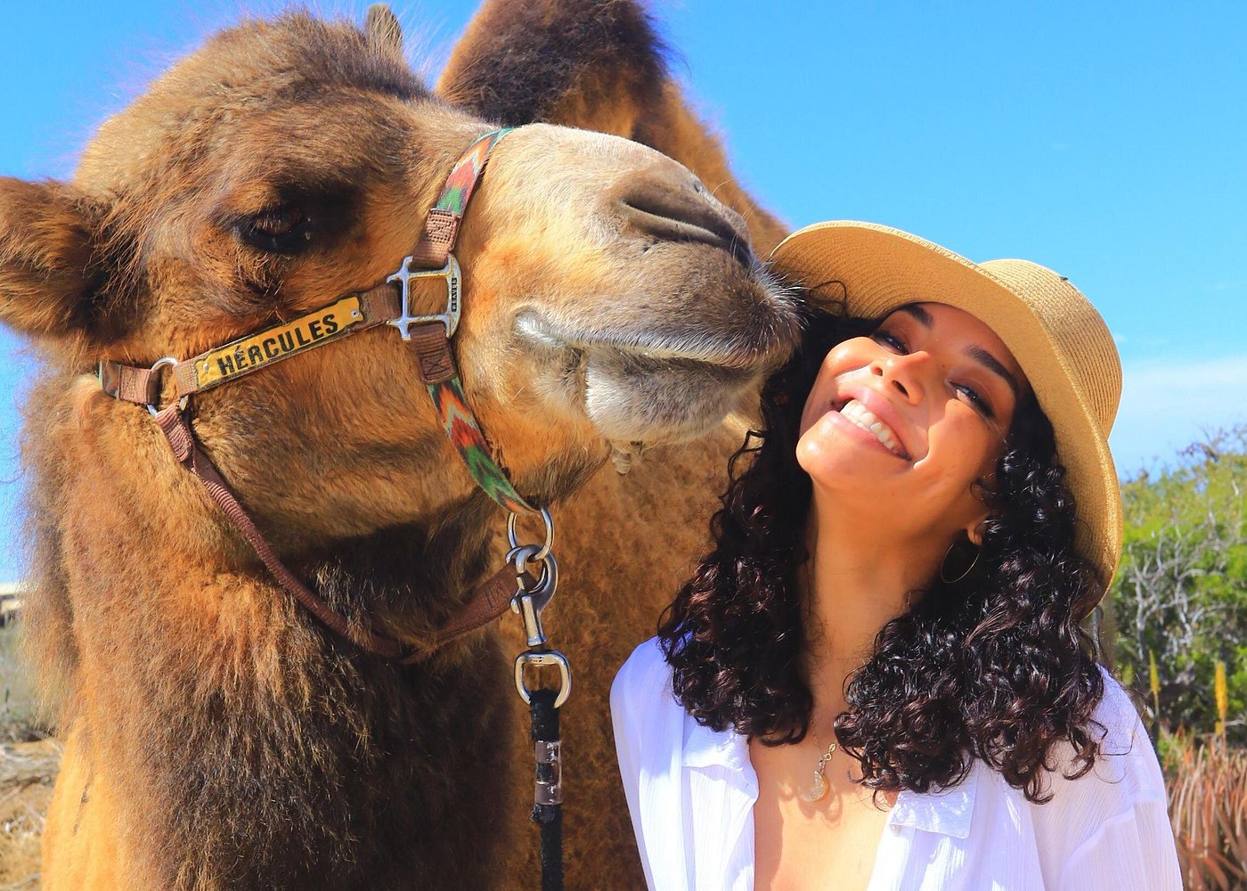 Picacho Adventures: Camel Ride