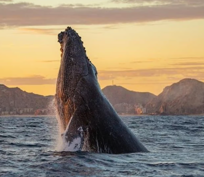 Juan More Time: Whale Watching with Hydrophones